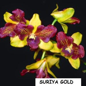 suriya gold