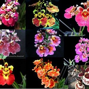 tolumnia-variety-assorted-clones-our-choice-free-shipping (Custom)