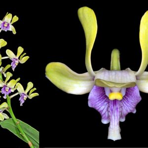 D-209-2  Dendrobium violaceoflavescens