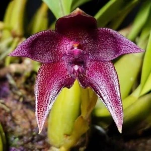 Bulbophyllum Elevctopunctatum