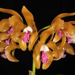 Prophyroglossa orchid