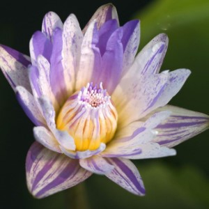 Tropical Waterlily
