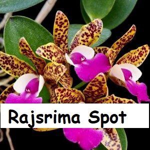 Raj Srima spot