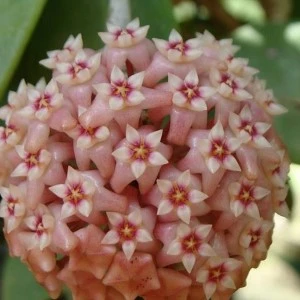 Hoya parasitica pink