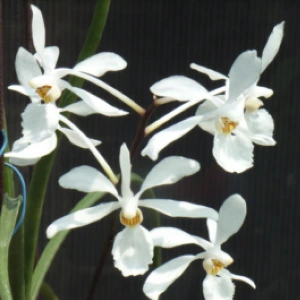 Holcoglossum Subulifolium