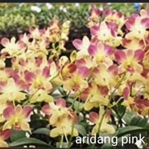 aridan pink