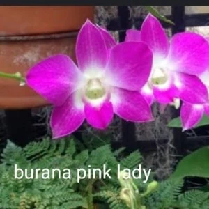 burana pink lady