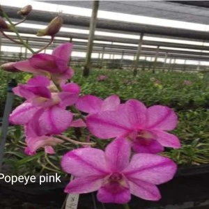 popeye pink
