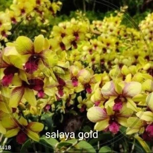 salaya