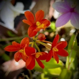 Epidendrum new red