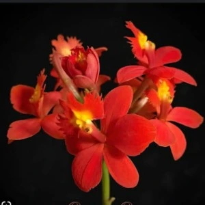 Epidendrum red soc flwr