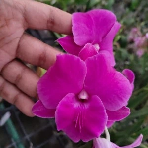 den. curly pink
