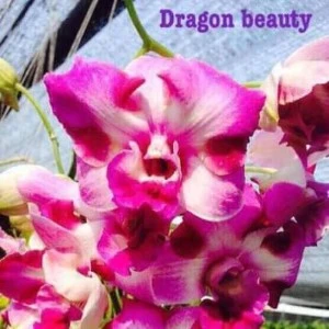 dragon beauty Custom