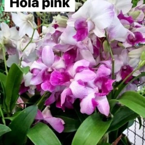 hola pink