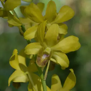orchid dendrobium 10138 Thongchai uncheng 2
