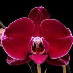 phalaenopsis black lady