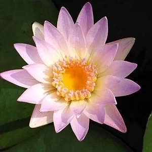 Nymphaea Hilary Day Blooming Water Lily