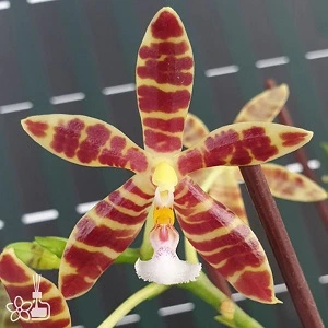 Phalaenopsis Almanis 3045