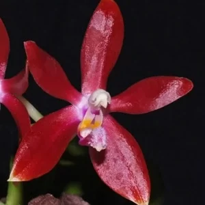 Phalaenopsis Bastianii x sib1