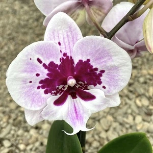 Phalaenopsis Chian Xen Violin × Phal. Lioulin Lovely Lip