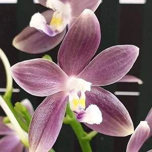 Phalaenopsis Speciosa Purple Paw