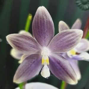 phalenopsis speciosa super purple 1