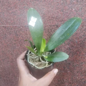 plant 13 1