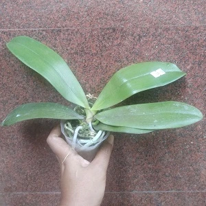 plant 7