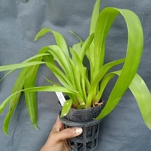 plant 23