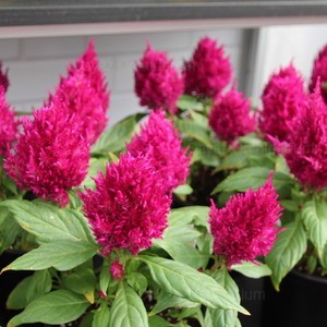 Celosia First Flame