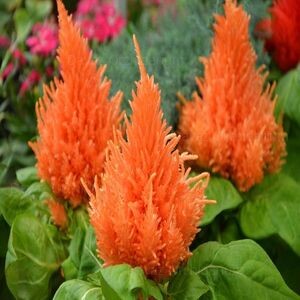 Celosia