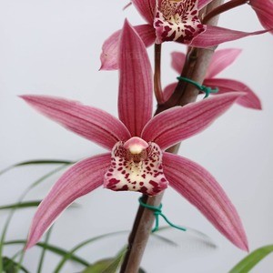 Cymbidium murasaki