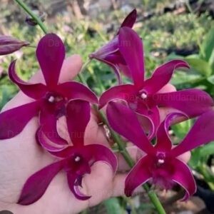 Dendrobium Ceaser Red