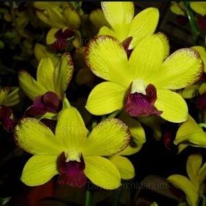 Dendrobium Thongchai Gold Chaisri Gold