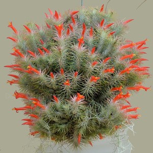 Tillandsia Funkiana 300x300 1