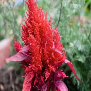 celosia red