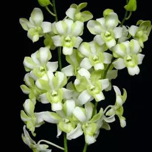 dendrobium erwan