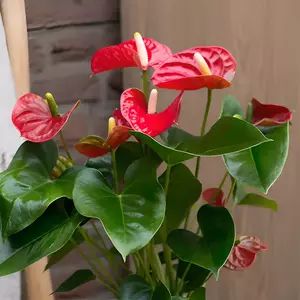 anthurium red