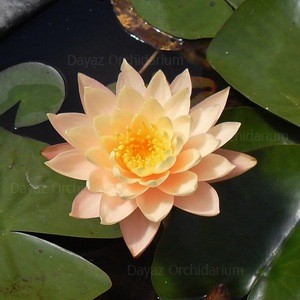 nymphaea clyde