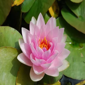 nymphaea madame wilfron gonnere 300x300 1