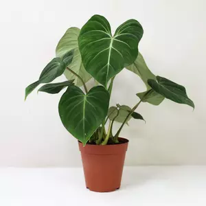 philodendron gloriosum