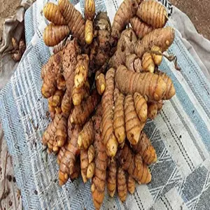 turmeric