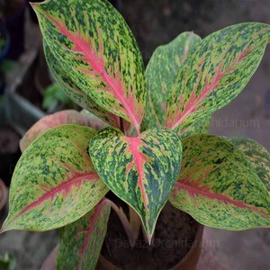 Aglaonema