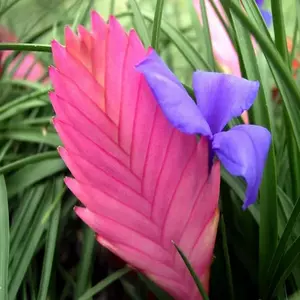 Tillandsia Pink Quill 300x300 1