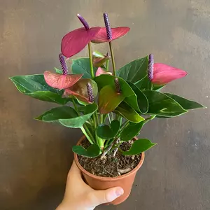 anthurium baby