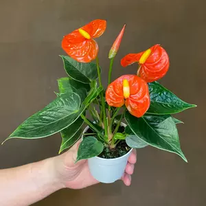 anthurium orange