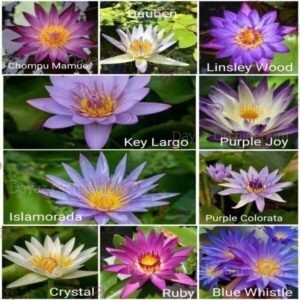 waterlily combo 1 600x600