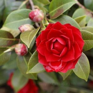 Camellia Japonica Red