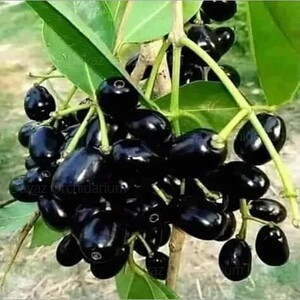 Thai Black Jamun