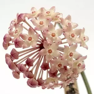 hoya macrophylla cv